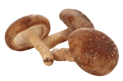 shiitake